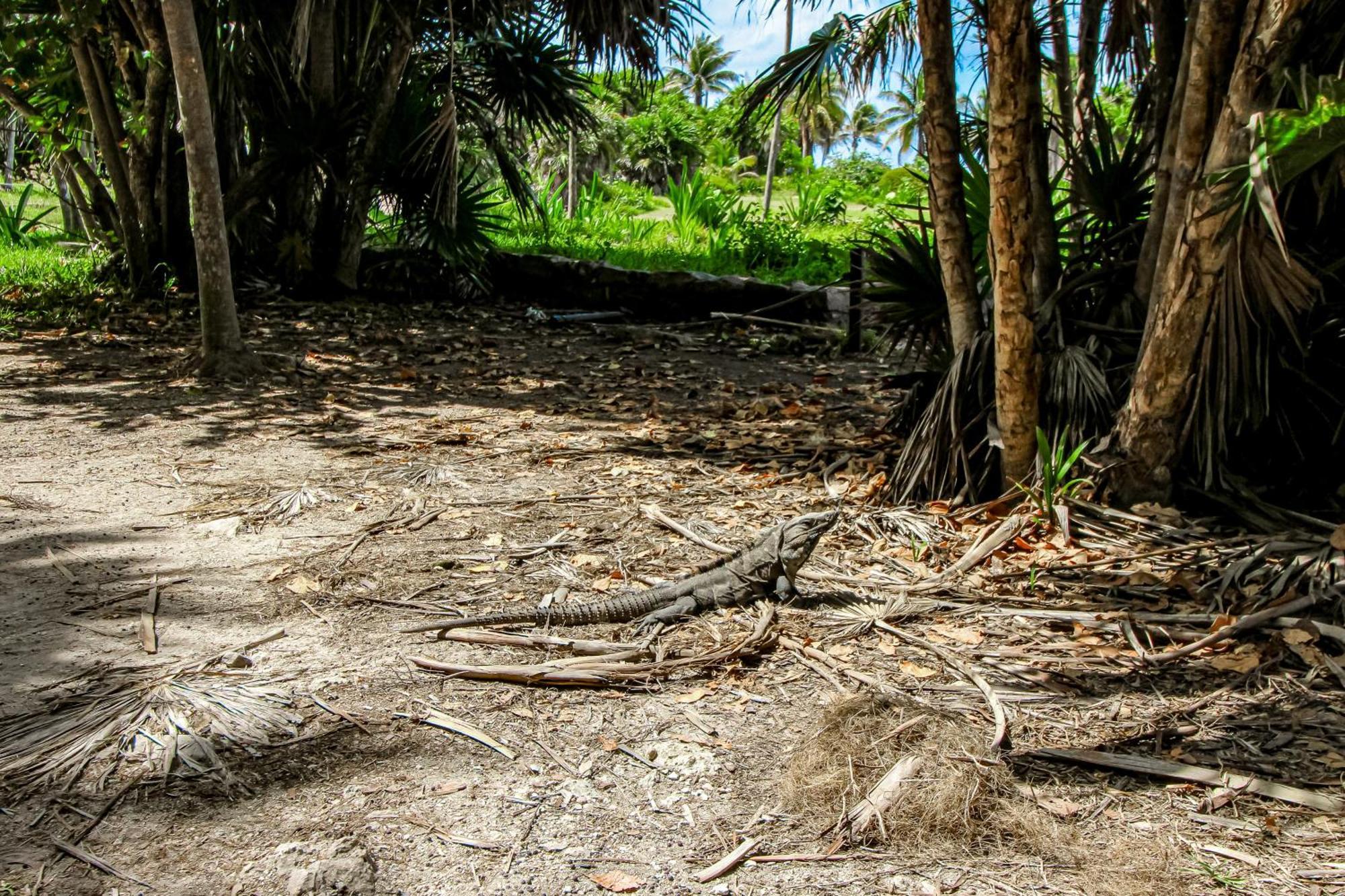 Studio @ Mestiza, 307B Tulum Exterior foto
